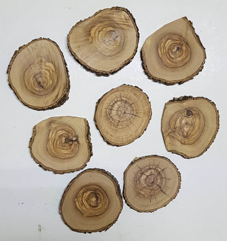 Nr. 10 Rotelle di legno Ulivo Diametro mm 100 X 13