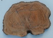fetta-di-tronco-in-legno-di-ulivo-bricolegnostore-ft2