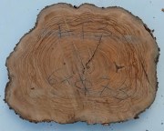 fetta-di-tronco-in-legno-di-ulivo-bricolegnostore-ft3