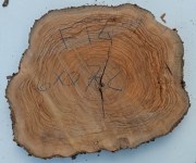 fetta-di-tronco-in-legno-di-ulivo-bricolegnostore-ft4