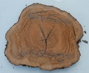 fetta-di-tronco-in-legno-di-ulivo-bricolegnostore-ft5
