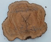 fetta-di-tronco-in-legno-di-ulivo-bricolegnostore-ft7