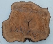 fetta-di-tronco-in-legno-di-ulivo-bricolegnostore-ft8