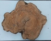 fetta-di-tronco-in-legno-di-ulivo-bricolegnostore-ft9