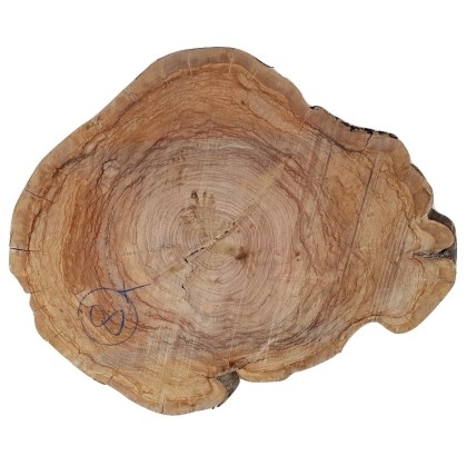 fetta-ruota-legno-ulivo-massello-
